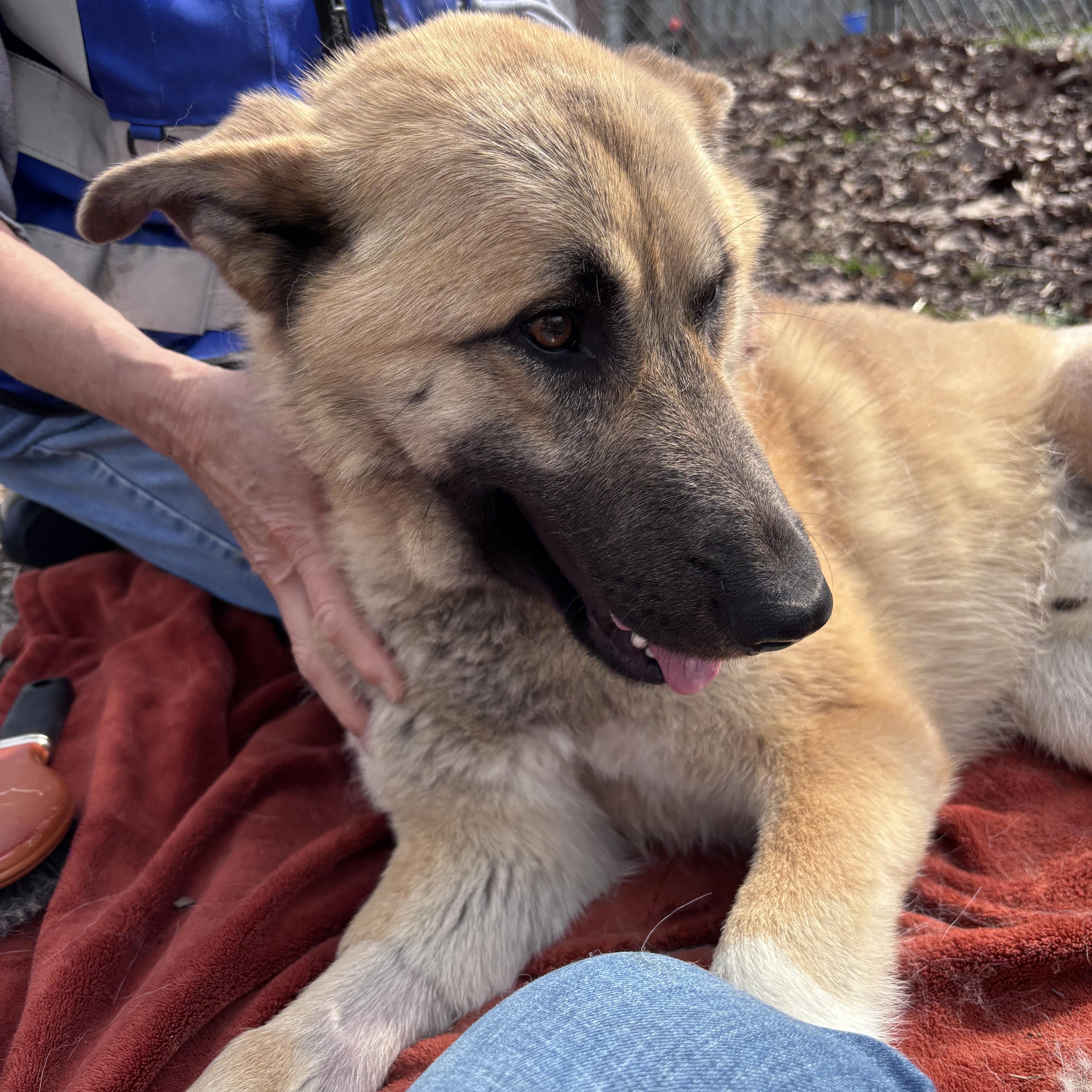 Enlarge Titan - Tripod, a Adoptable mixed breed in Chardon, OH image 4/4