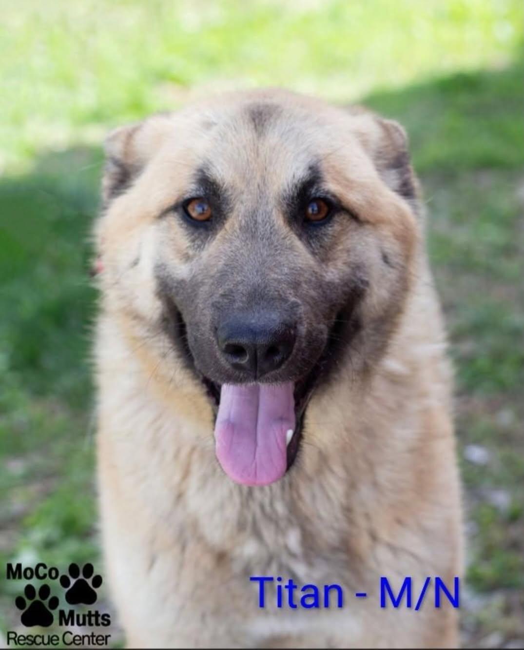 Enlarge Titan - Tripod, a Adoptable mixed breed in Chardon, OH image 2/4