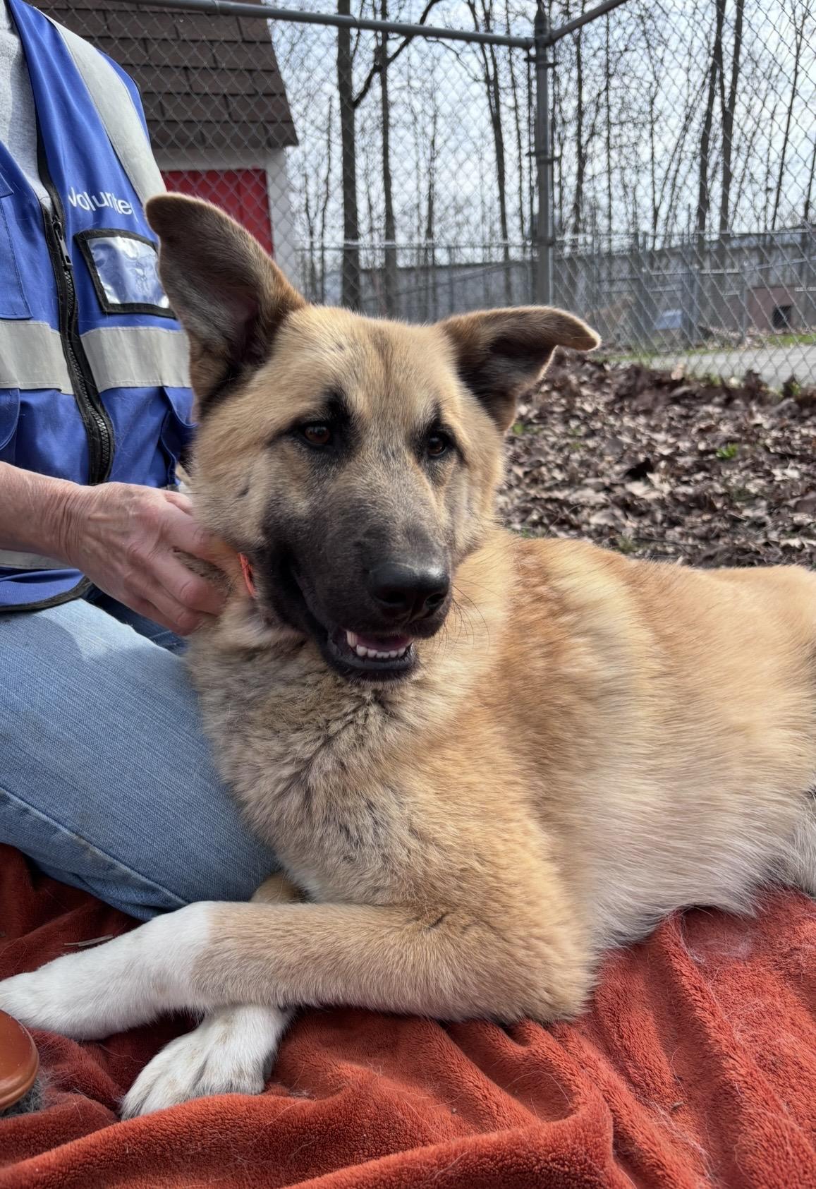 Titan - Tripod, Adoptable, Young Male German Shepherd Dog.