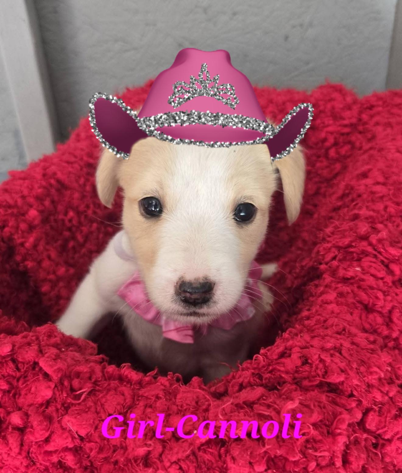 Millie, Adoptable, Puppy Female Great Pyrenees & Golden Retriever.