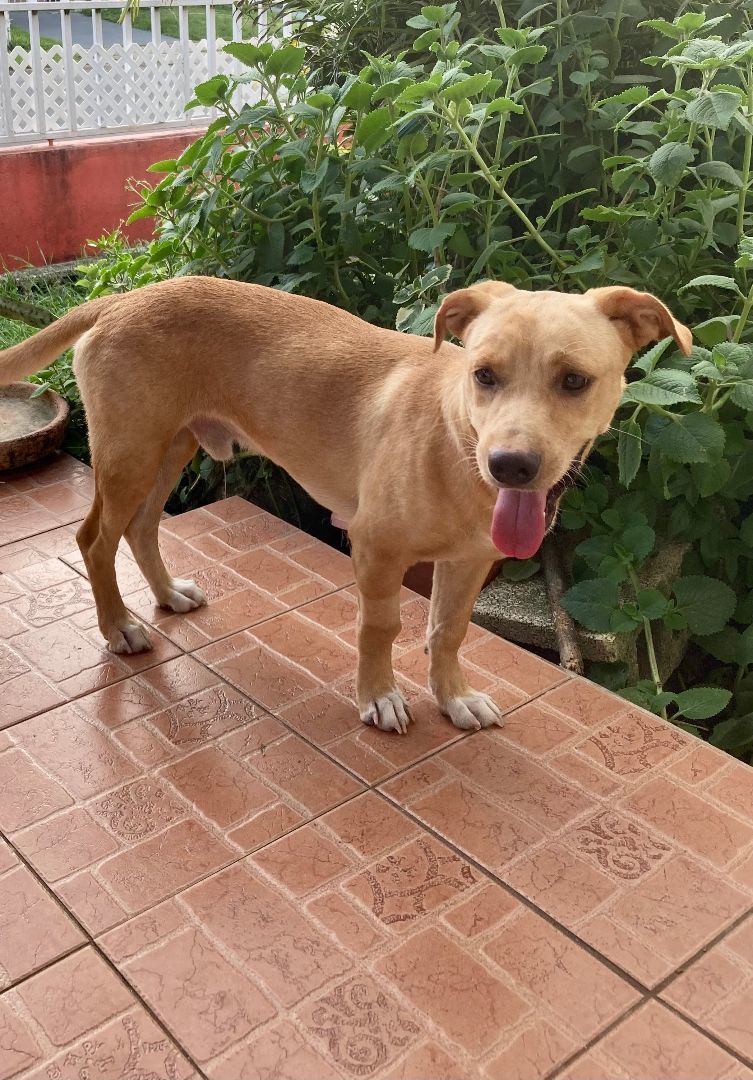 Apollo, Adoptable, Young Male Yellow Labrador Retriever & Mixed Breed.