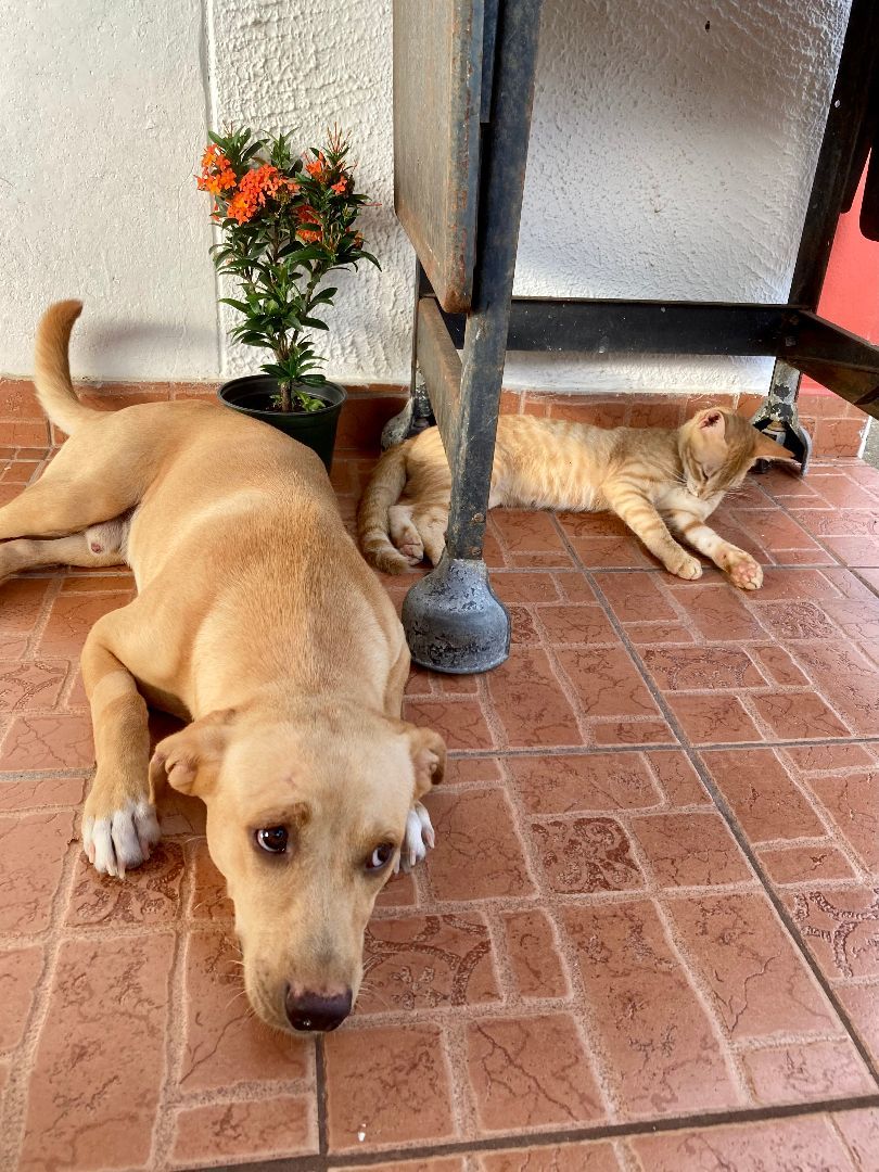 Apollo, a Adoptable mixed breed in New York, NY image 2/12