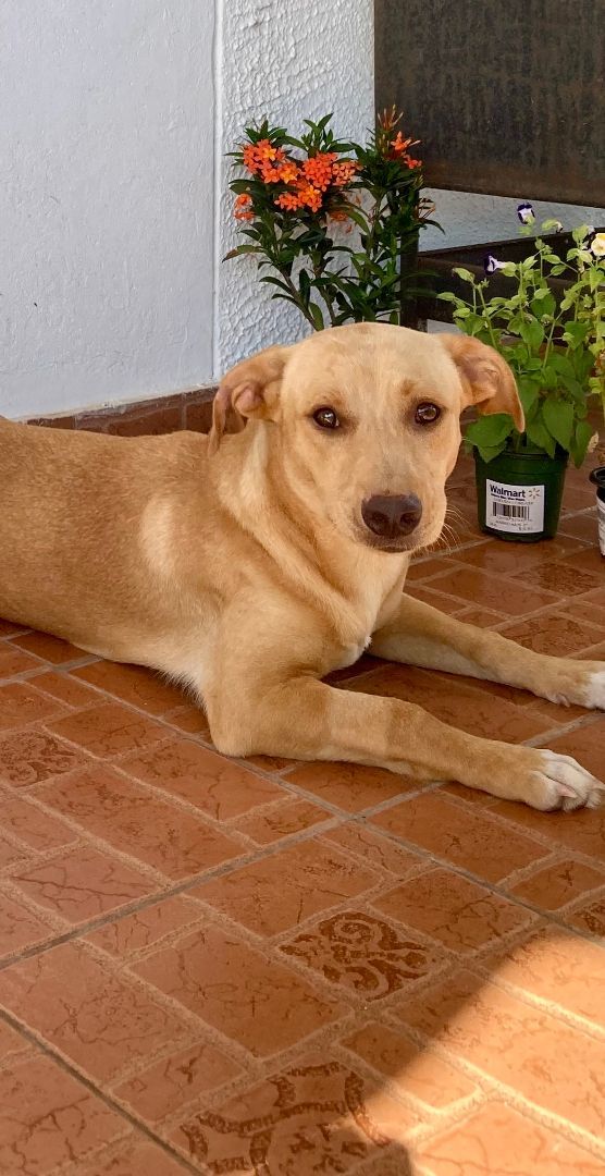 Apollo, a Adoptable mixed breed in New York, NY image 3/12