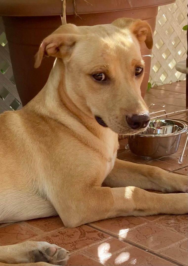 Apollo, a Adoptable mixed breed in New York, NY image 4/12