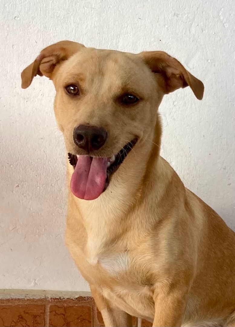 Apollo, a Adoptable mixed breed in New York, NY image 5/12