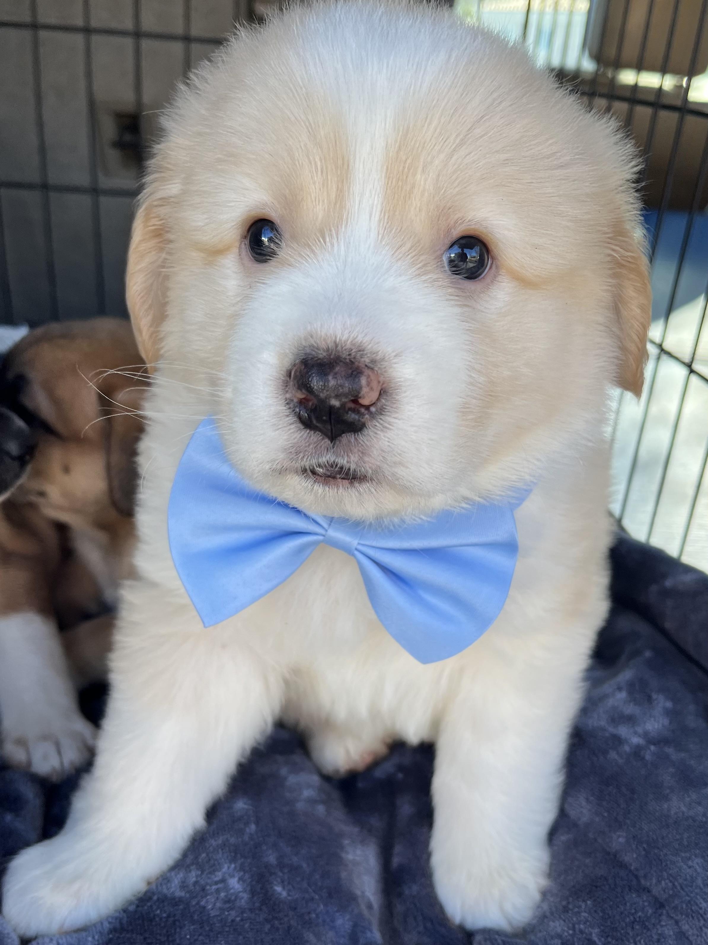 Enlarge Basil , an adopted mixed breed in Gilbert, SC image 2/6