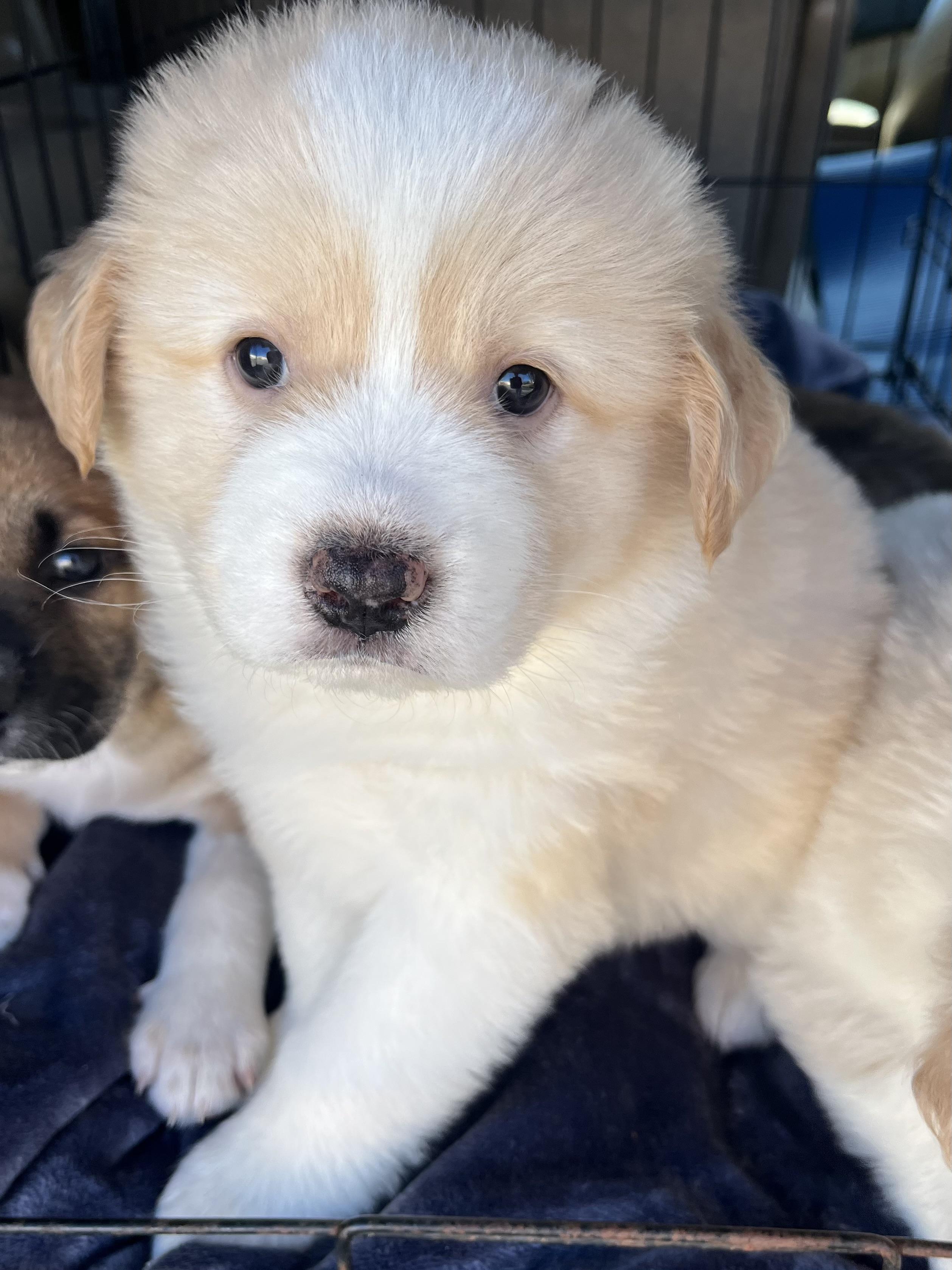 Enlarge Basil , an adopted mixed breed in Gilbert, SC image 5/6