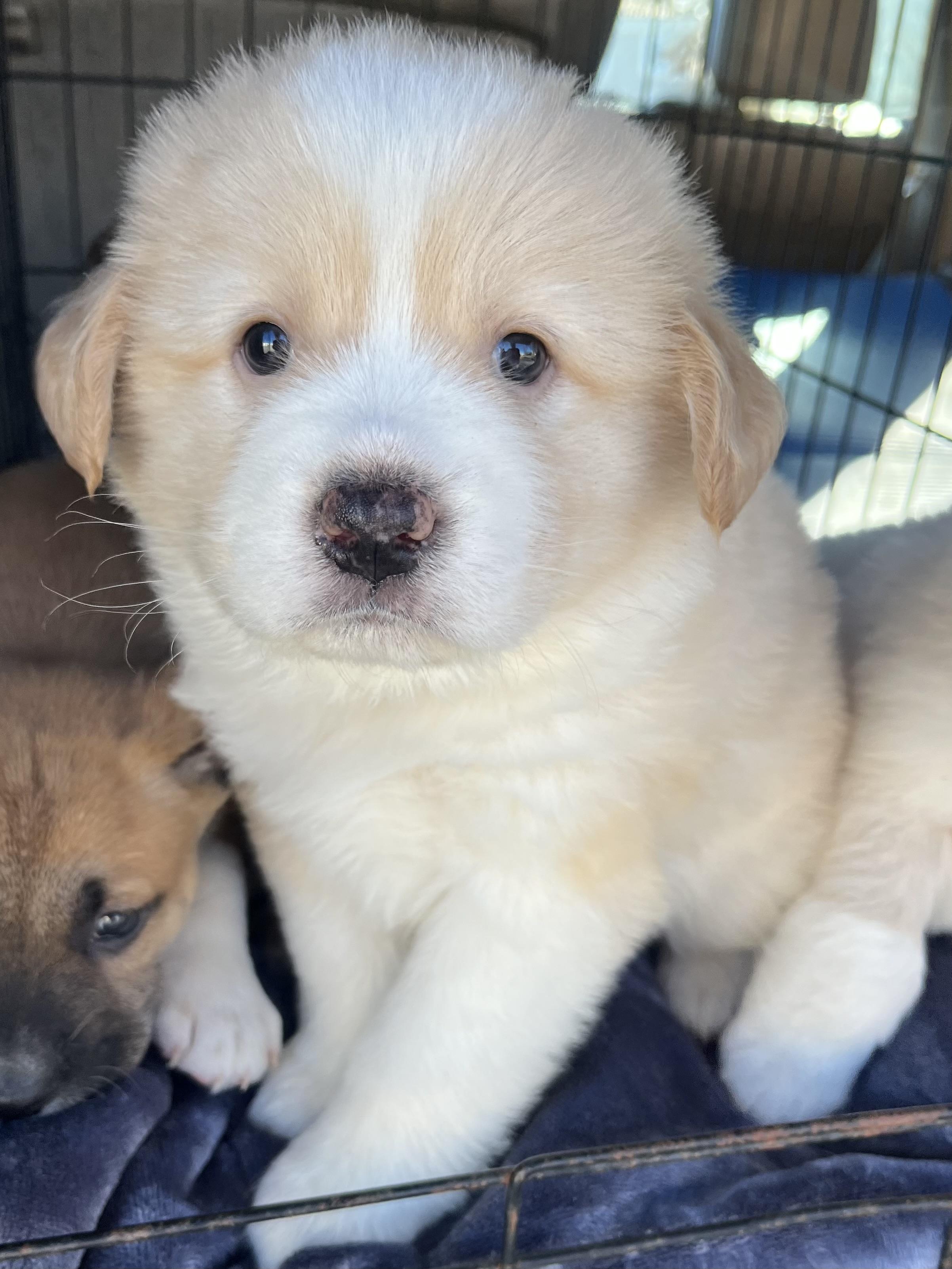 Enlarge Basil , an adopted mixed breed in Gilbert, SC image 4/6