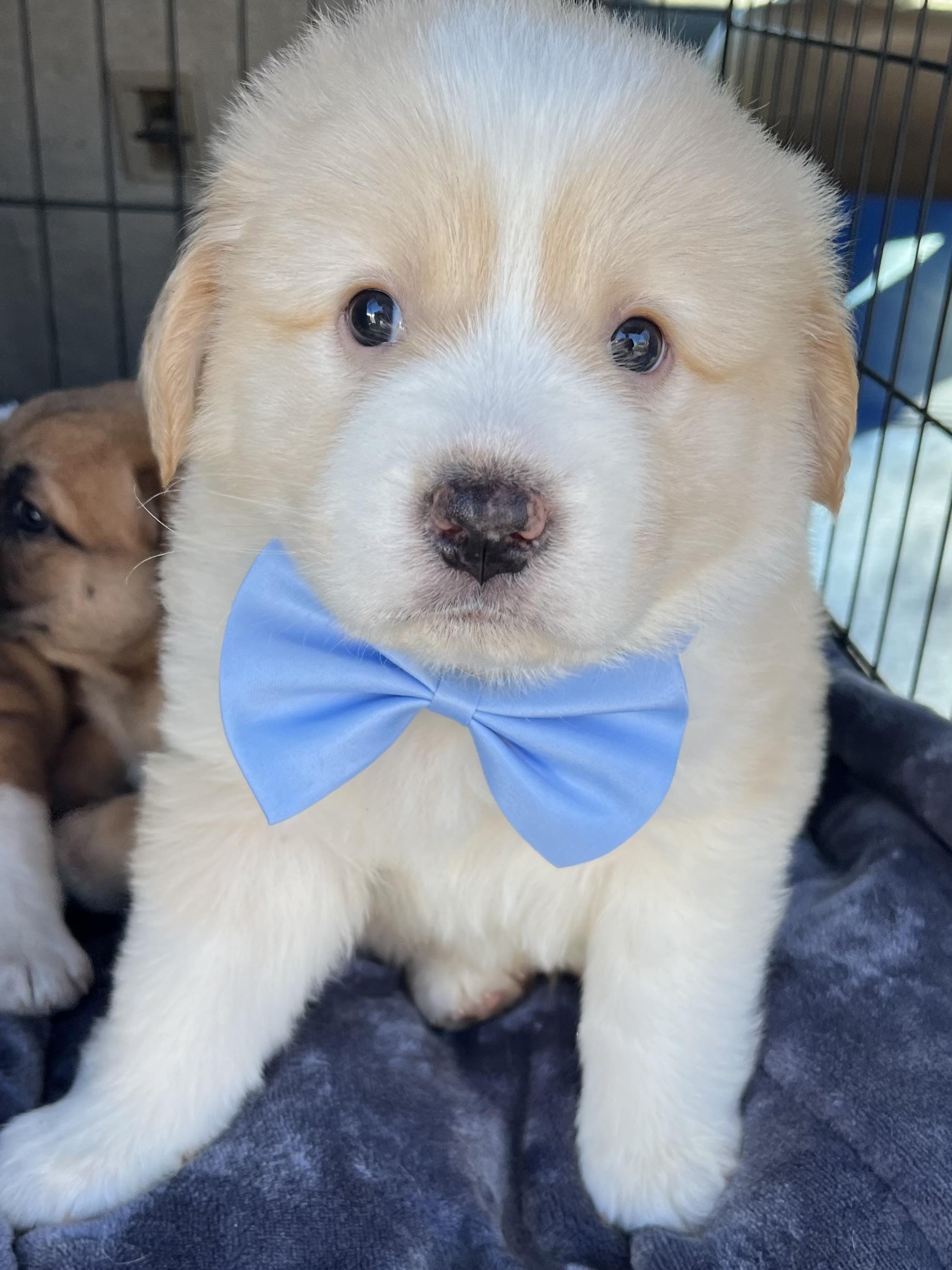 Basil , adopted, Puppy Male Great Pyrenees & Mixed Breed.