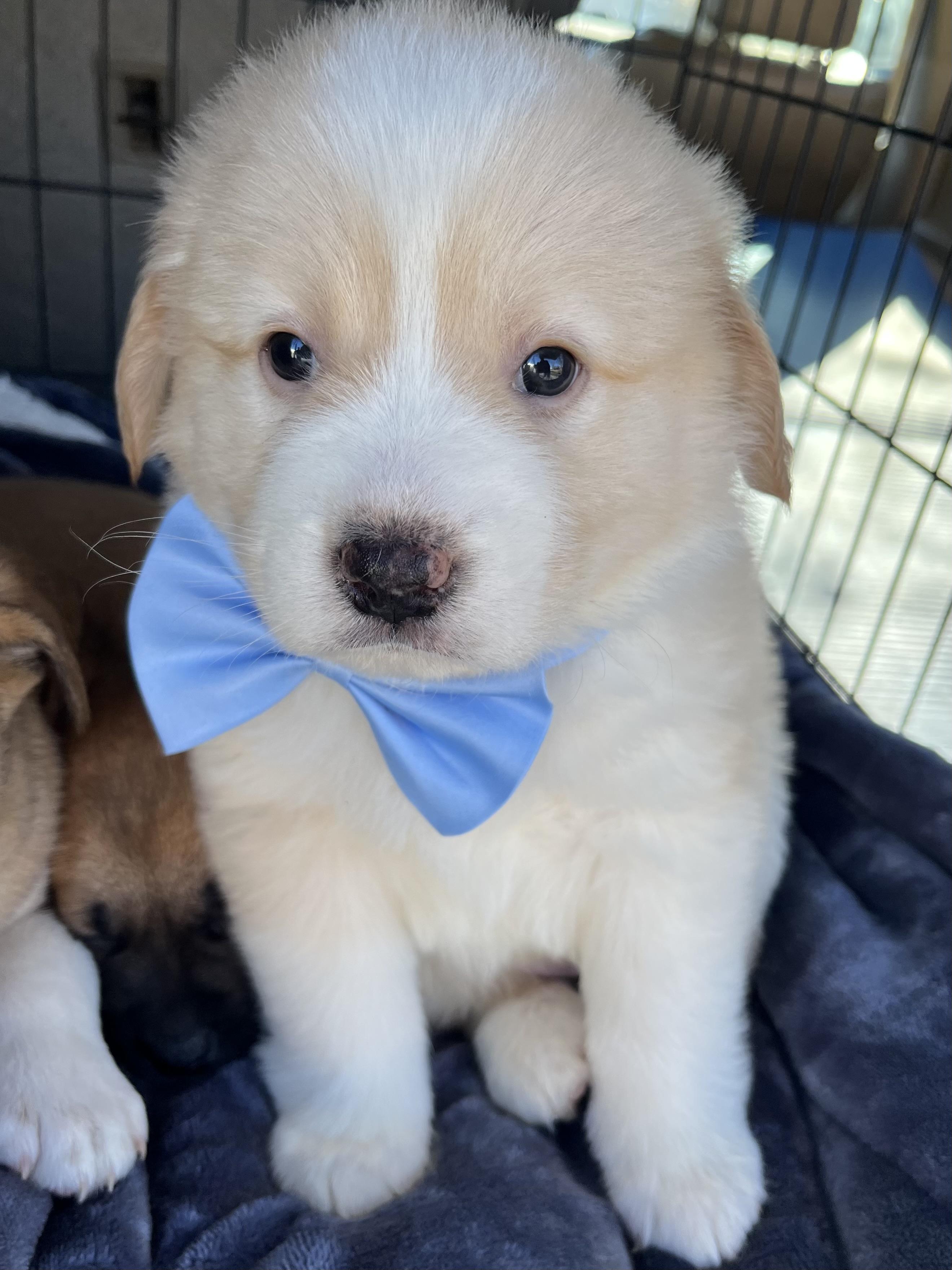 Enlarge Basil , an adopted mixed breed in Gilbert, SC image 6/6