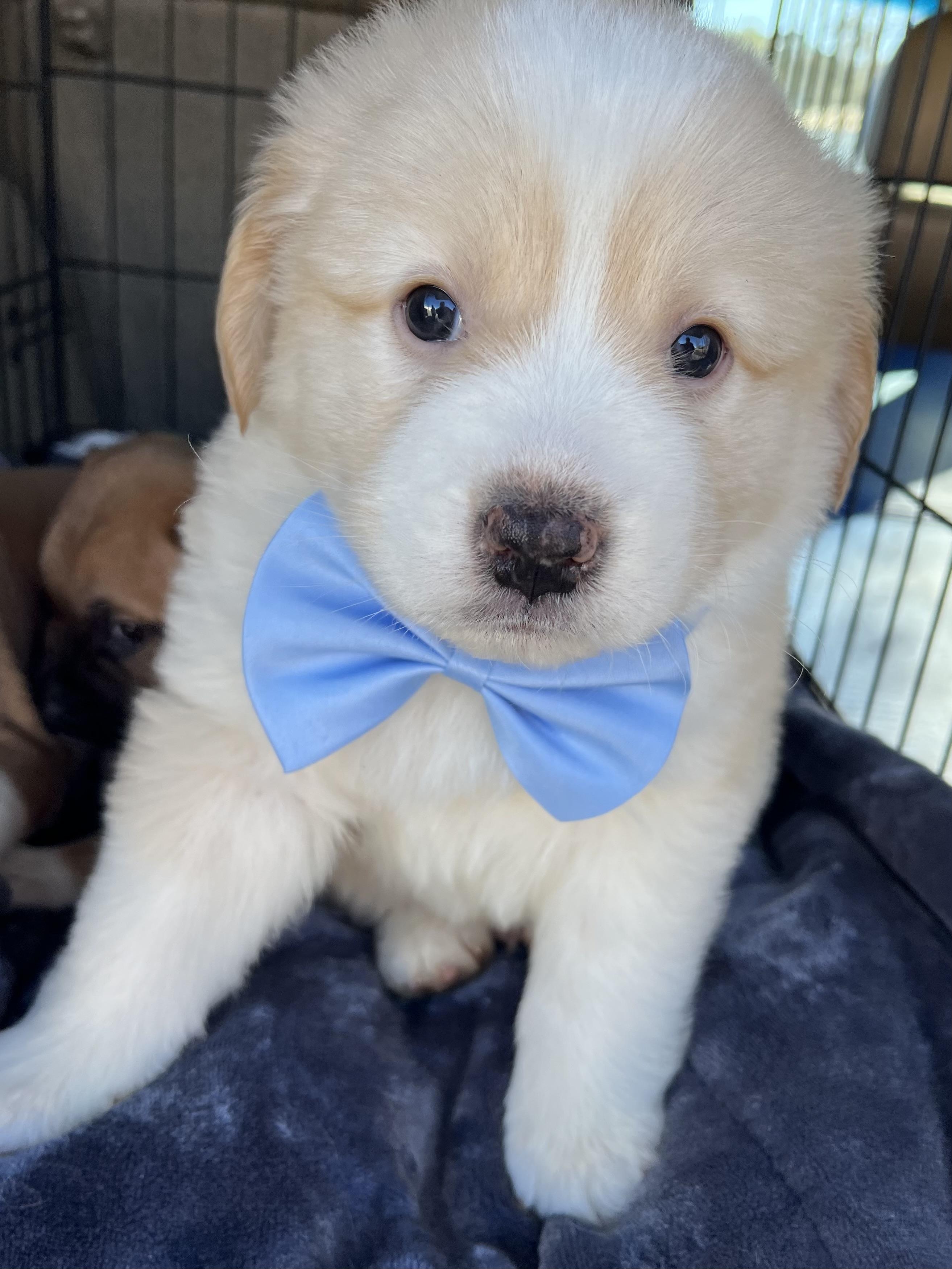 Enlarge Basil , an adopted mixed breed in Gilbert, SC image 3/6