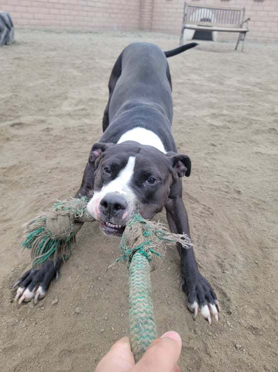 Enlarge Zoey, a Adoptable Pit Bull Terrier in Visalia, CA image 9/9