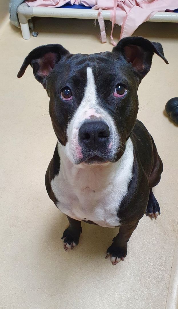 Enlarge Zoey, a Adoptable Pit Bull Terrier in Visalia, CA image 7/9