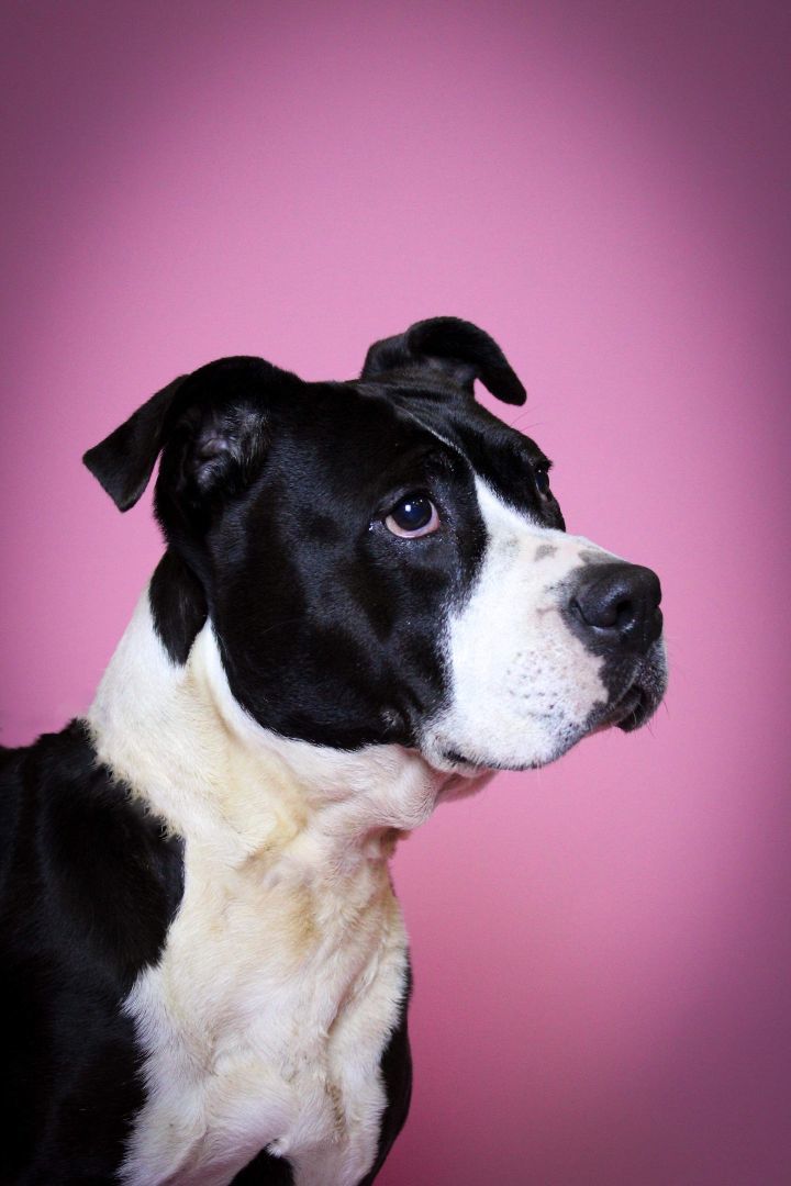Zoey, Adoptable, Senior Female Pit Bull Terrier.