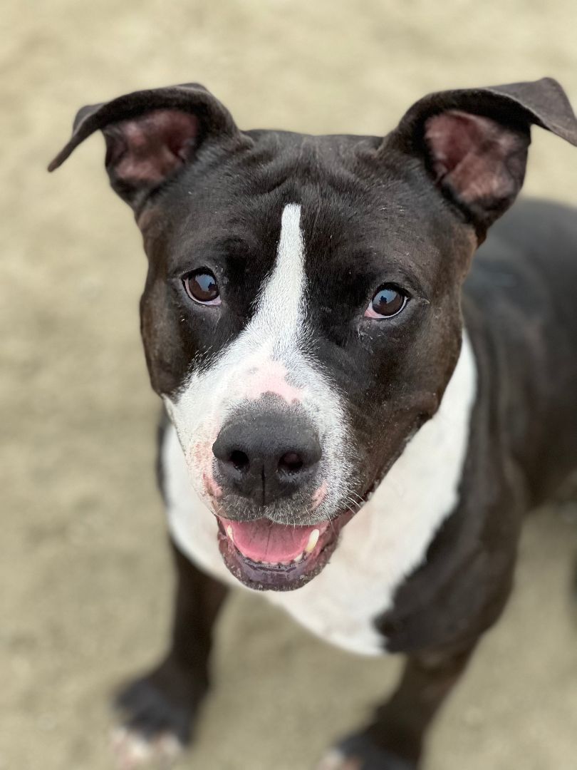 Zoey, a Adoptable Pit Bull Terrier in Visalia, CA image 6/9