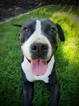 Enlarge Zoey, a Adoptable Pit Bull Terrier in Visalia, CA image 8/9