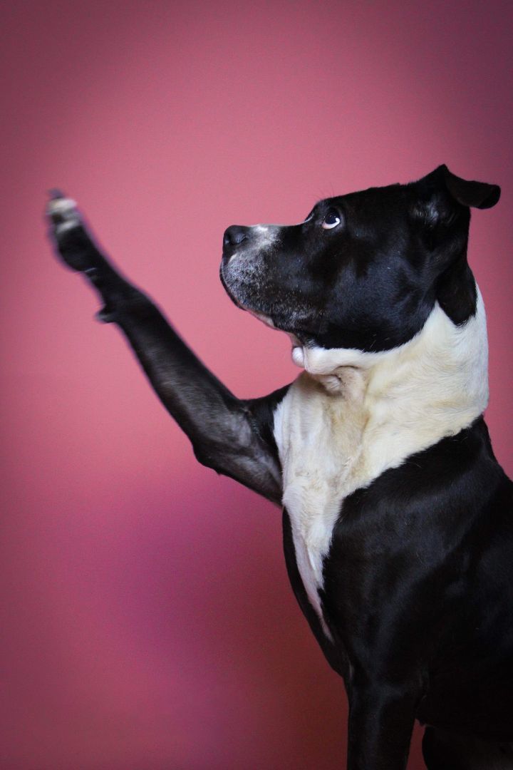 Zoey, a Adoptable Pit Bull Terrier in Visalia, CA image 5/9