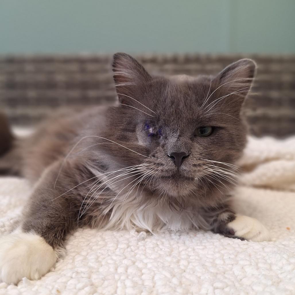 Cody, Adoptable, Adult Male Domestic Long Hair.