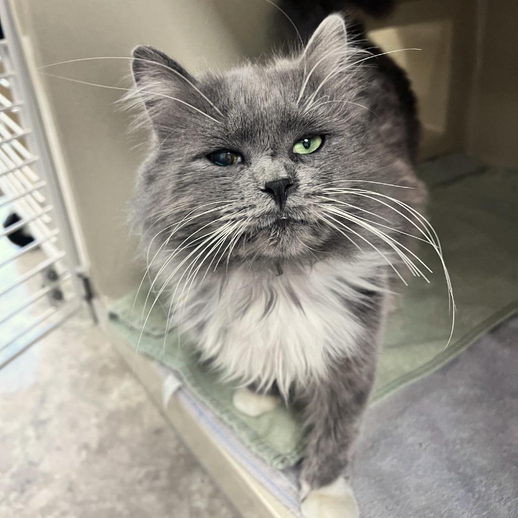 Cody, a Adoptable Domestic Long Hair in Attica, NY image 2/6