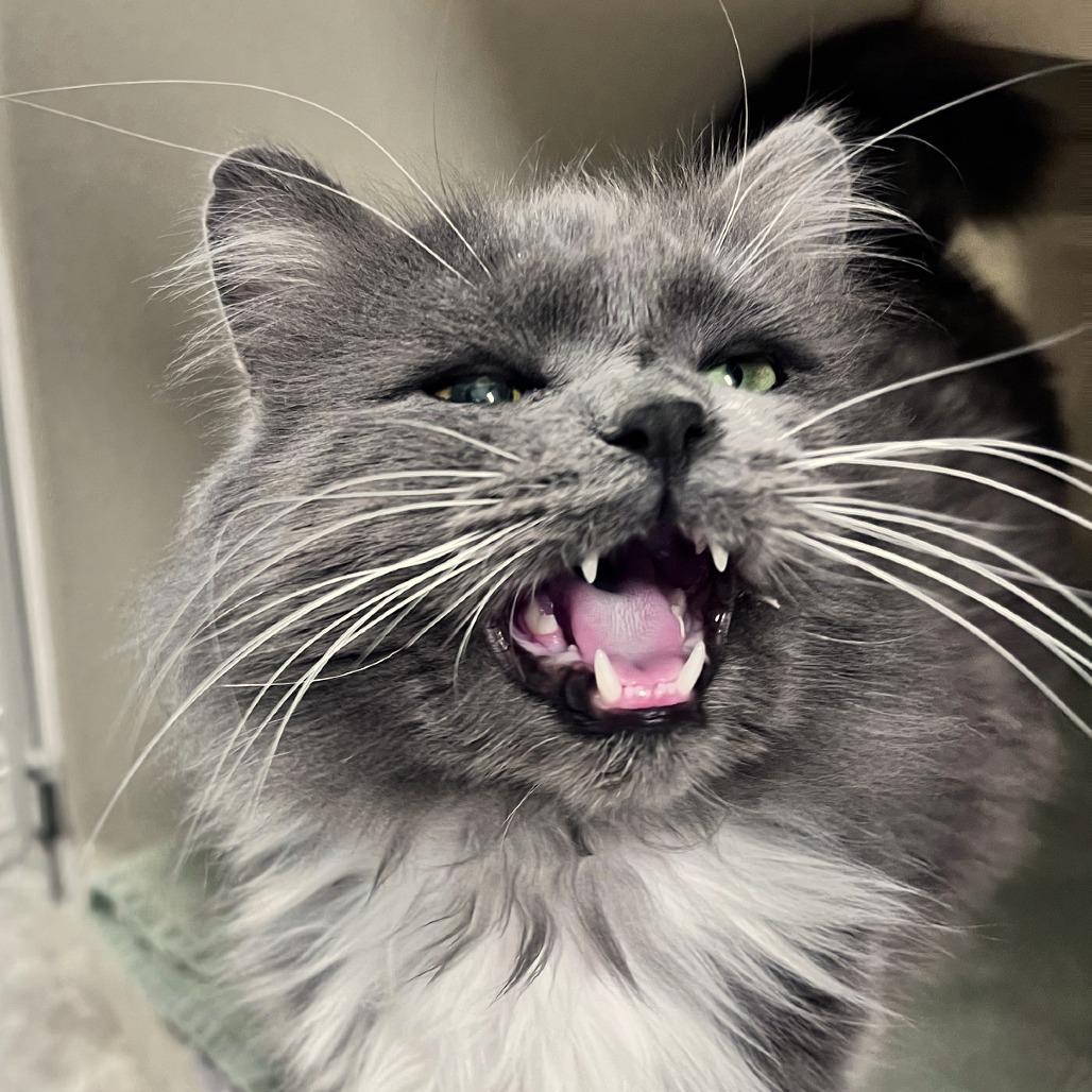 Cody, a Adoptable Domestic Long Hair in Attica, NY image 4/6