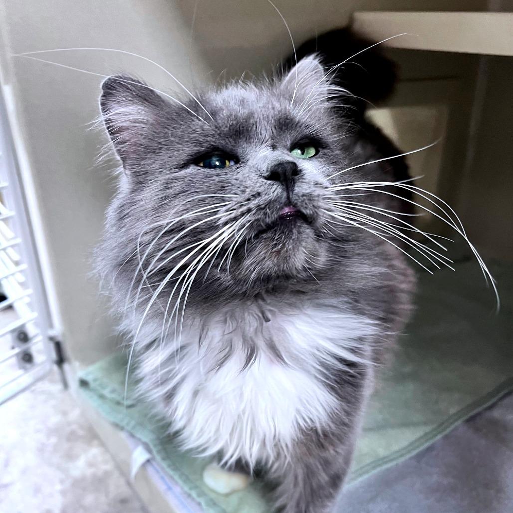 Cody, a Adoptable Domestic Long Hair in Attica, NY image 5/6