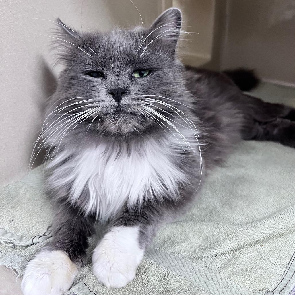 Cody, a Adoptable Domestic Long Hair in Attica, NY image 6/6