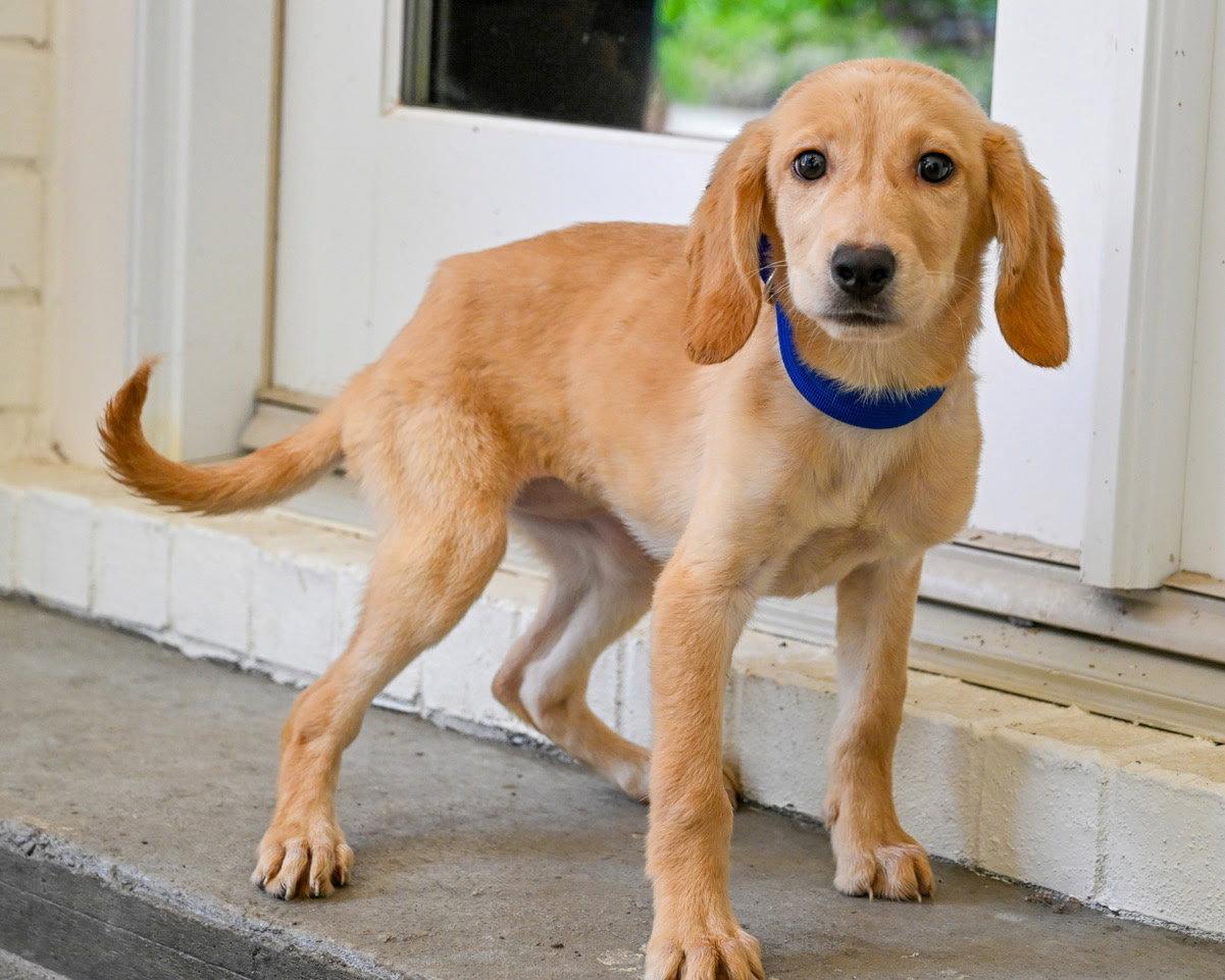 PUPPY HATTIE, Adopted, Puppy Female Labrador Retriever & Redbone Coonhound.