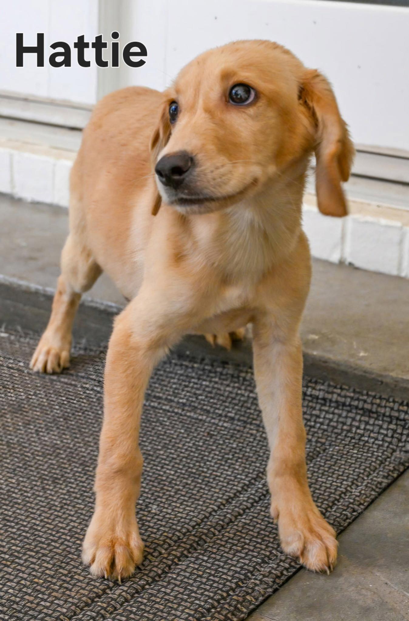 Enlarge PUPPY HATTIE, a Adopted mixed breed in Franklin, TN image 2/3
