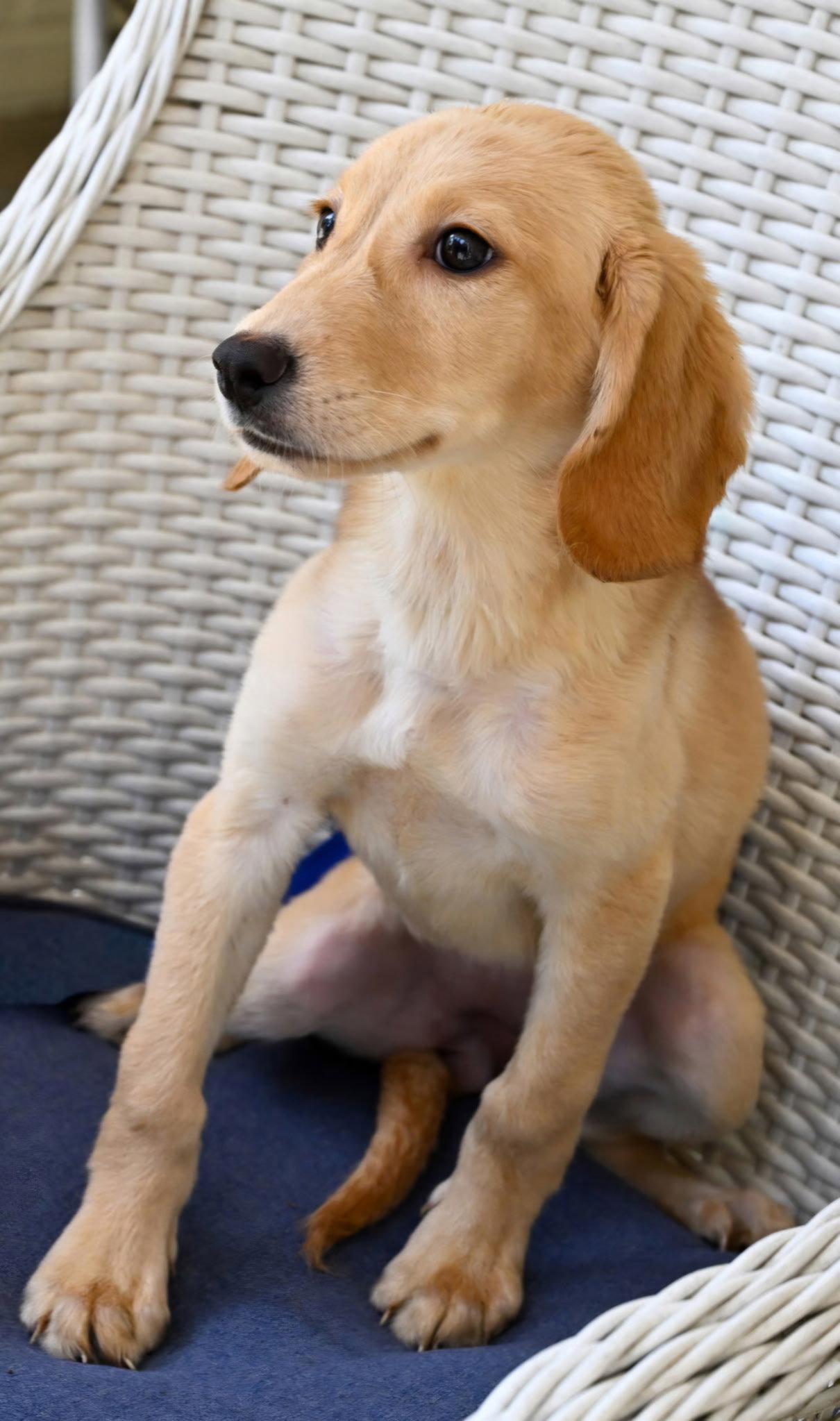 Enlarge PUPPY HATTIE, a Adopted mixed breed in Franklin, TN image 3/3