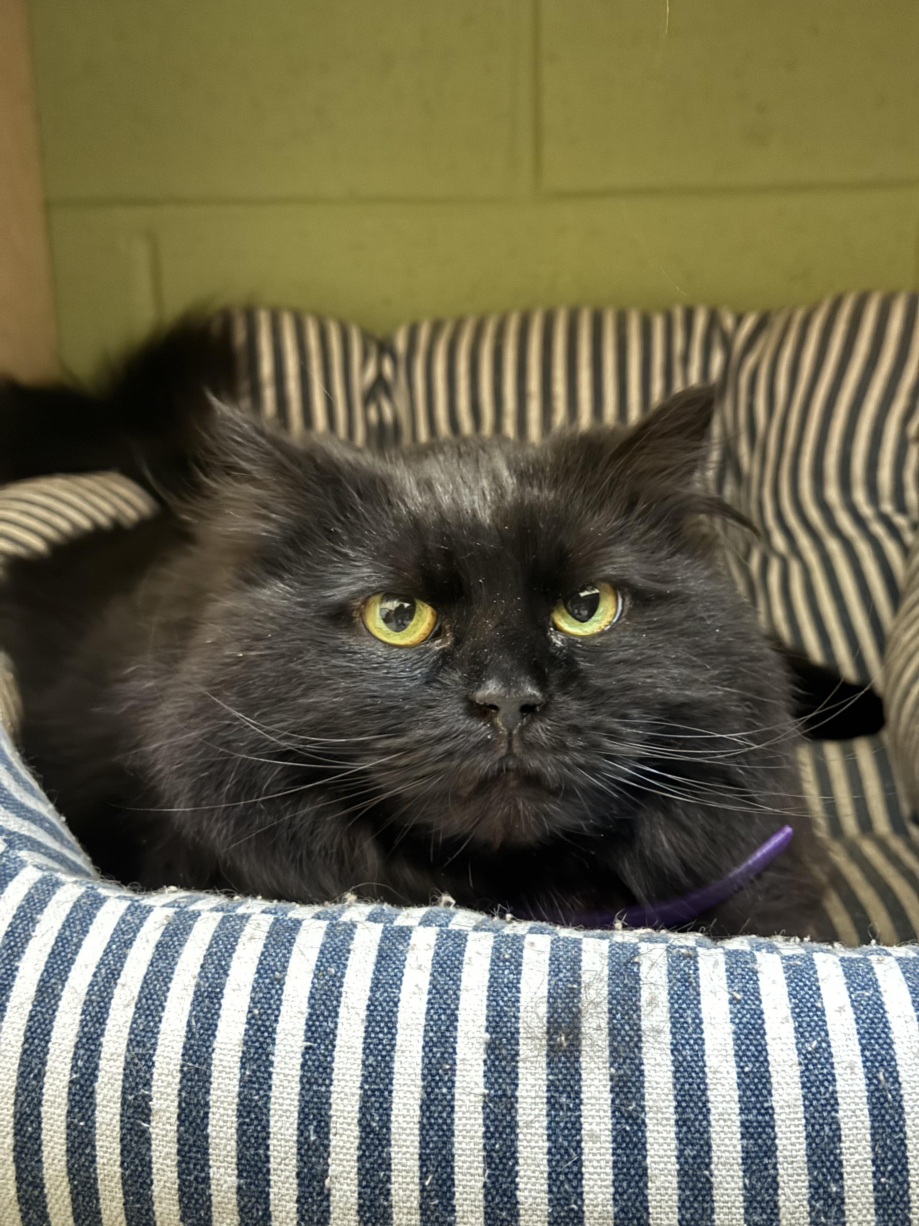 Esme, Adoptable, Adult Female Domestic Long Hair.