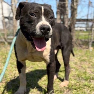 Waylon Jennings, Adult Male American Staffordshire Terrier