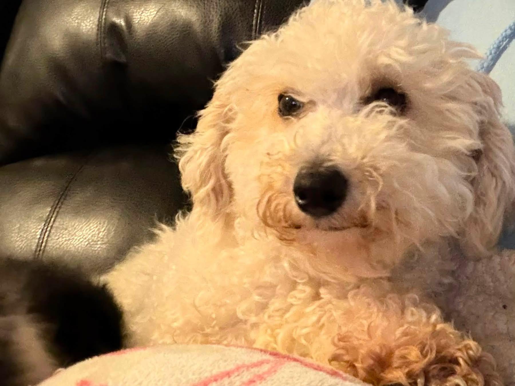 Penny, adopted, Young Female Bichon Frise & Miniature Poodle.