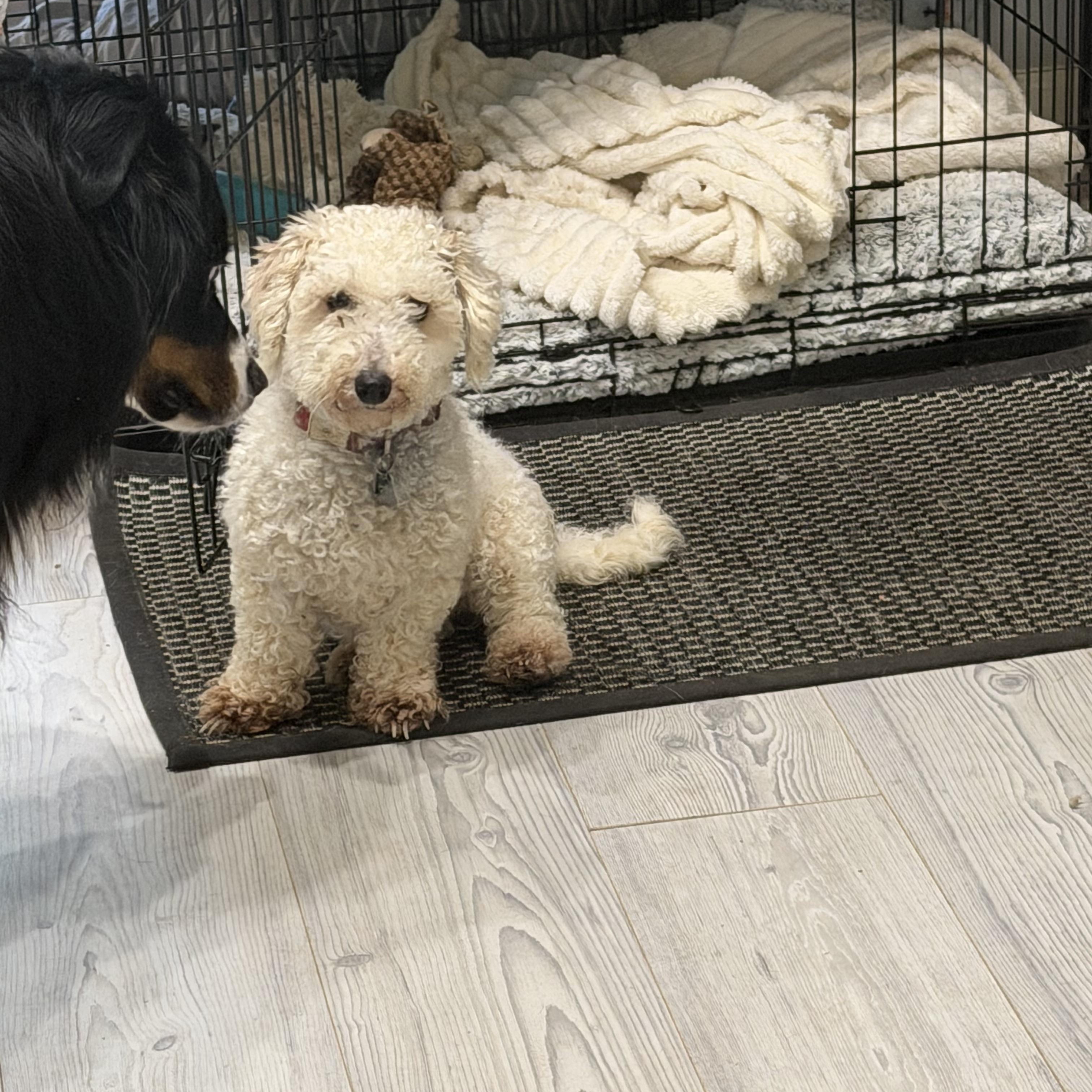 Penny, an adopted mixed breed in East Lansing, MI image 4/5