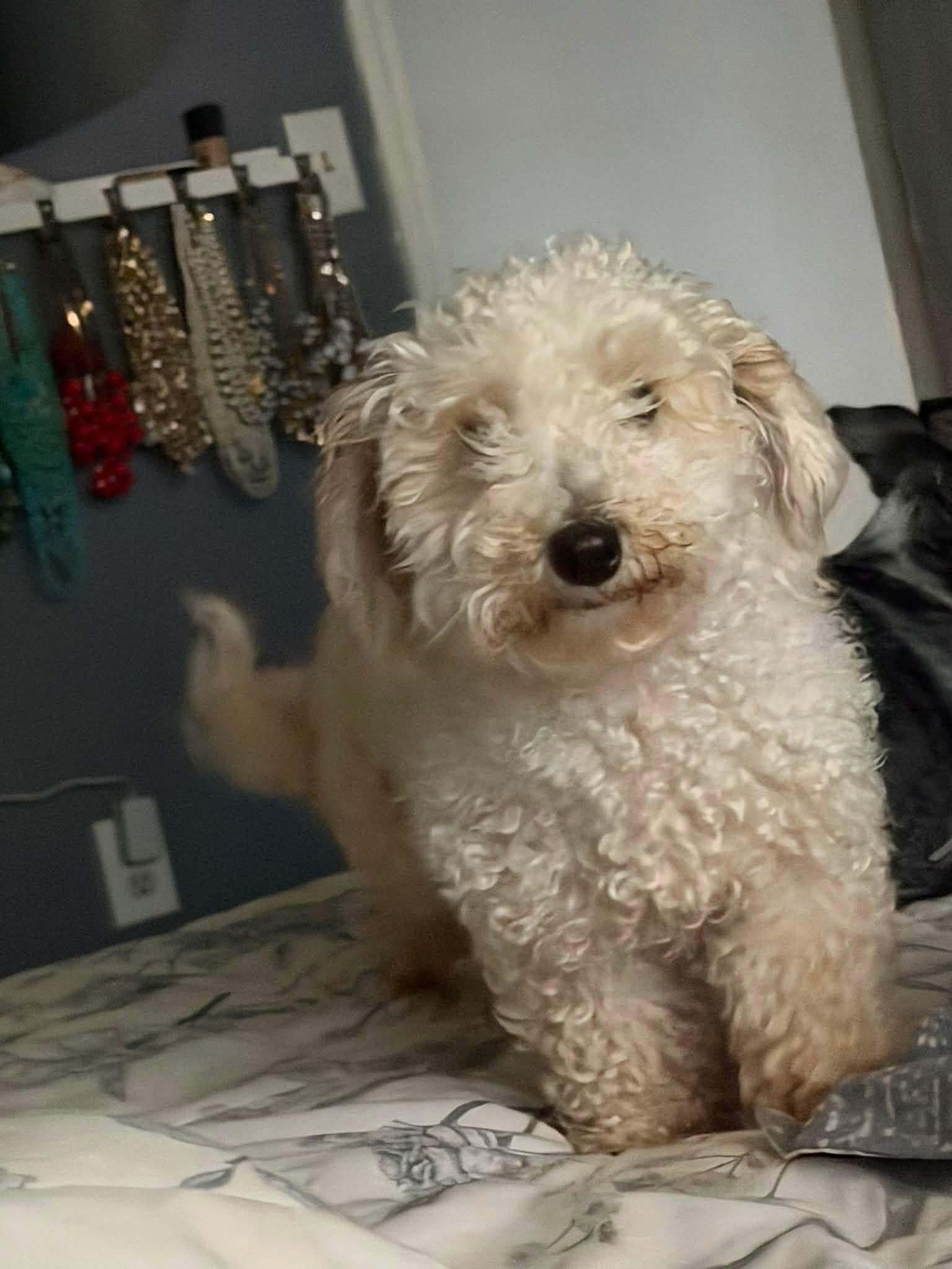 Penny, an adopted mixed breed in East Lansing, MI image 5/5