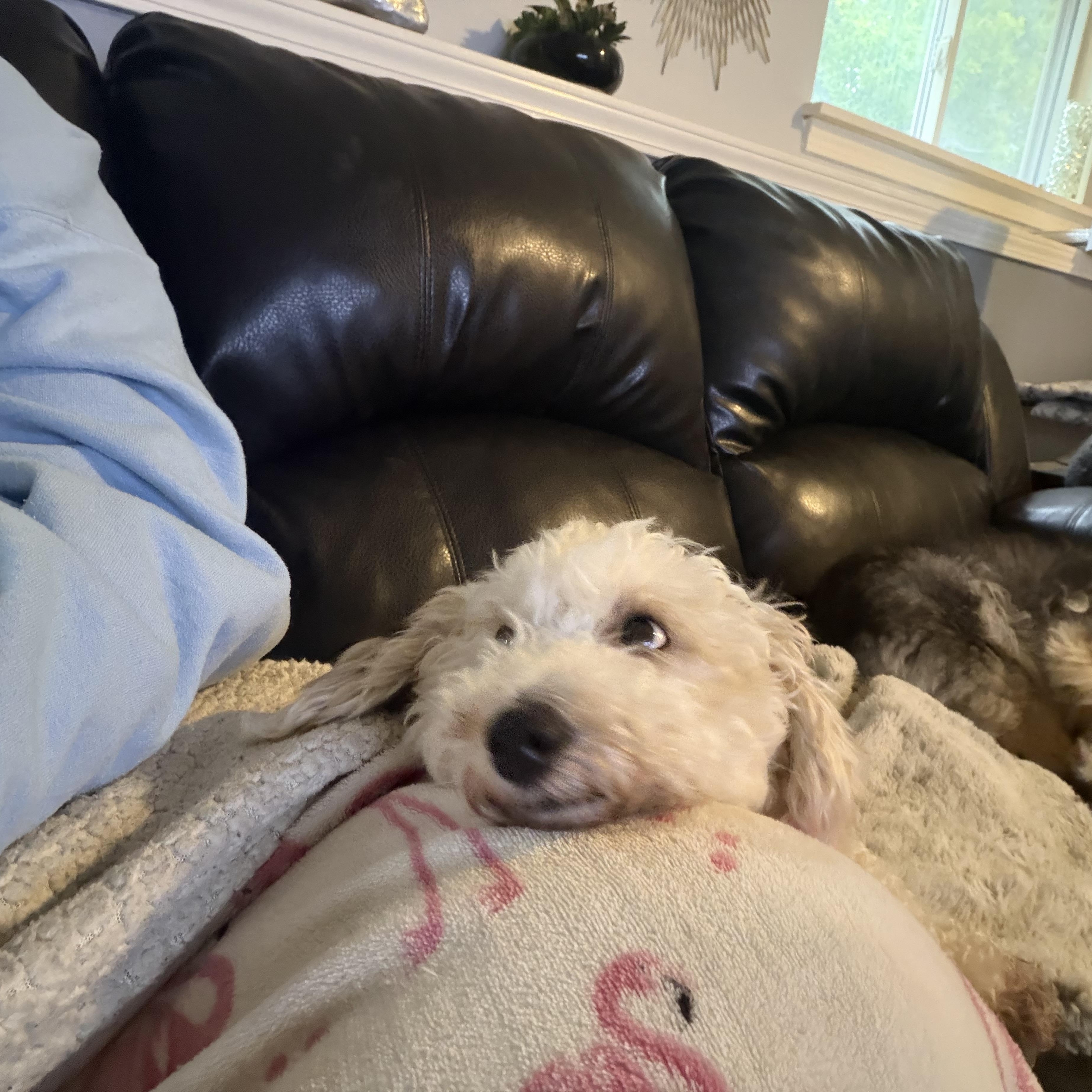 Penny, an adopted mixed breed in East Lansing, MI image 3/5