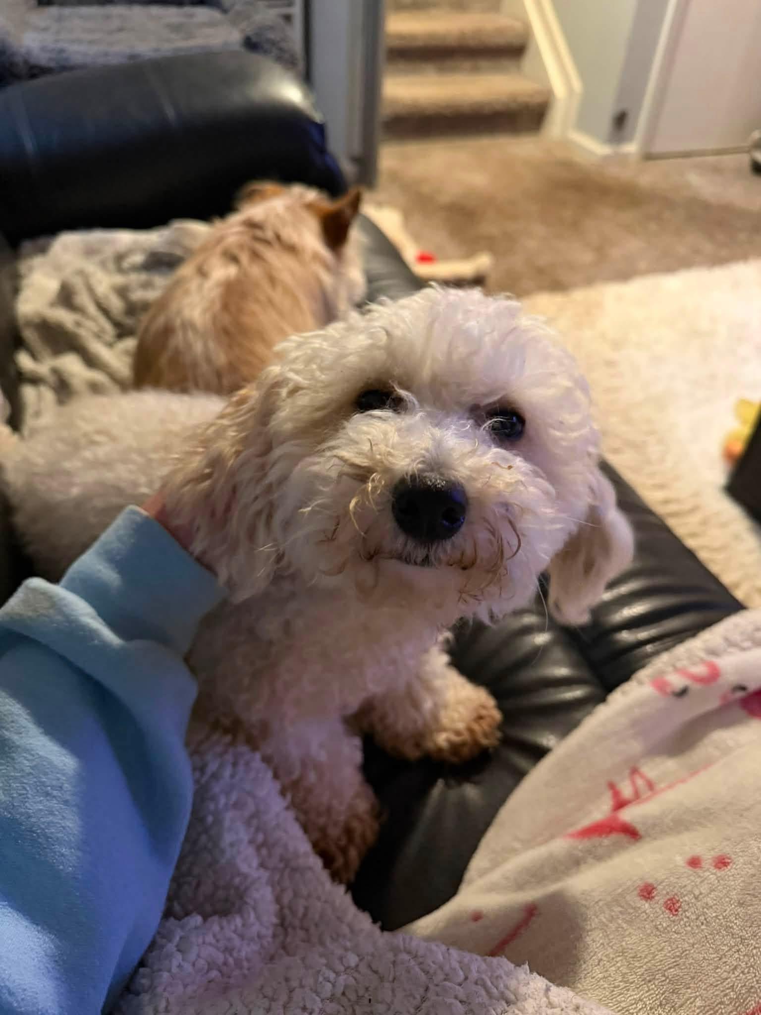 Penny, an adopted mixed breed in East Lansing, MI image 2/5