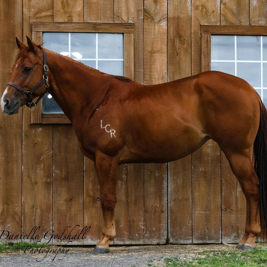 Pumpkin, a Adoptable Quarterhorse in Quakertown, PA image 1/3