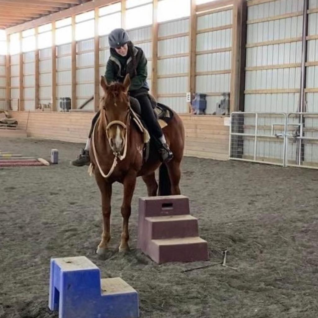 Pumpkin, a Adoptable Quarterhorse in Quakertown, PA image 3/3