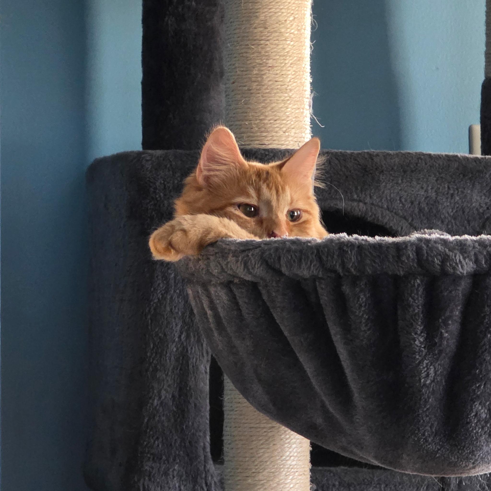 Carly, a Adoptable Tabby in Waynesboro, VA image 2/5