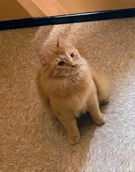 Enlarge Carly, a Adoptable Tabby in Waynesboro, VA image 3/6