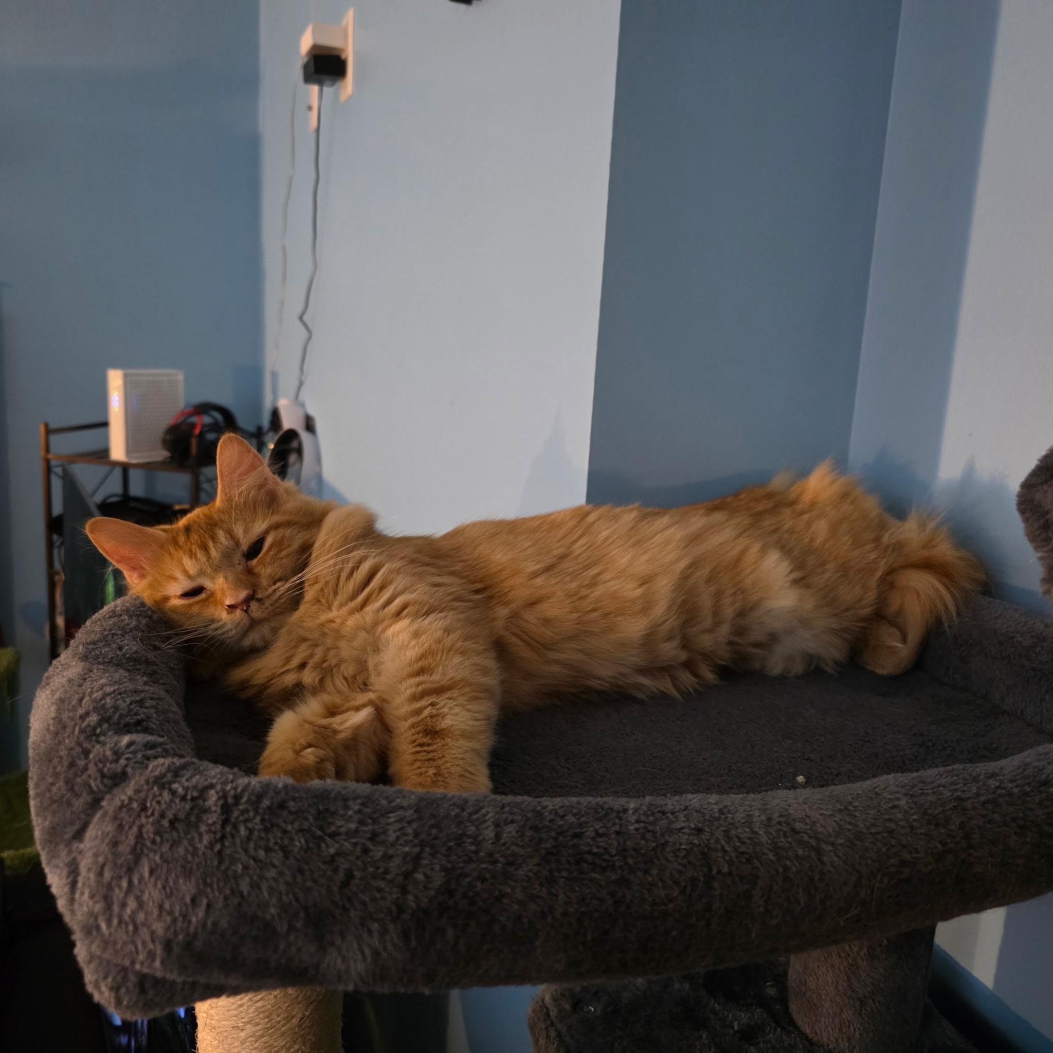 Carly, a Adoptable Tabby in Waynesboro, VA image 5/5