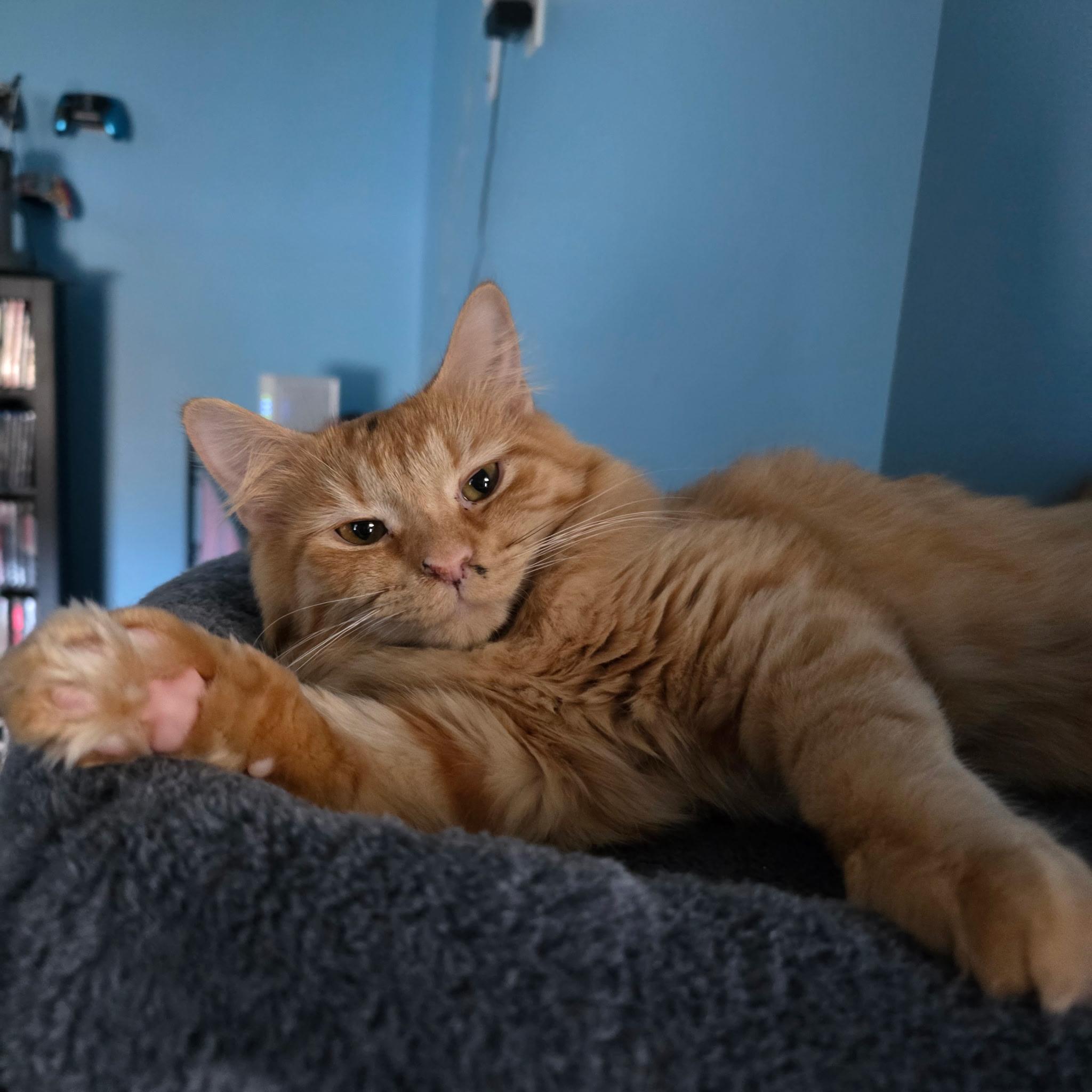 Carly, Adoptable, Young Female Tabby.