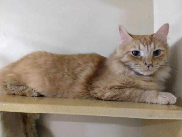 Enlarge Carly, a Adoptable Tabby in Waynesboro, VA image 2/6