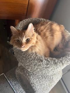 Enlarge Carly, a Adoptable Tabby in Waynesboro, VA image 1/6
