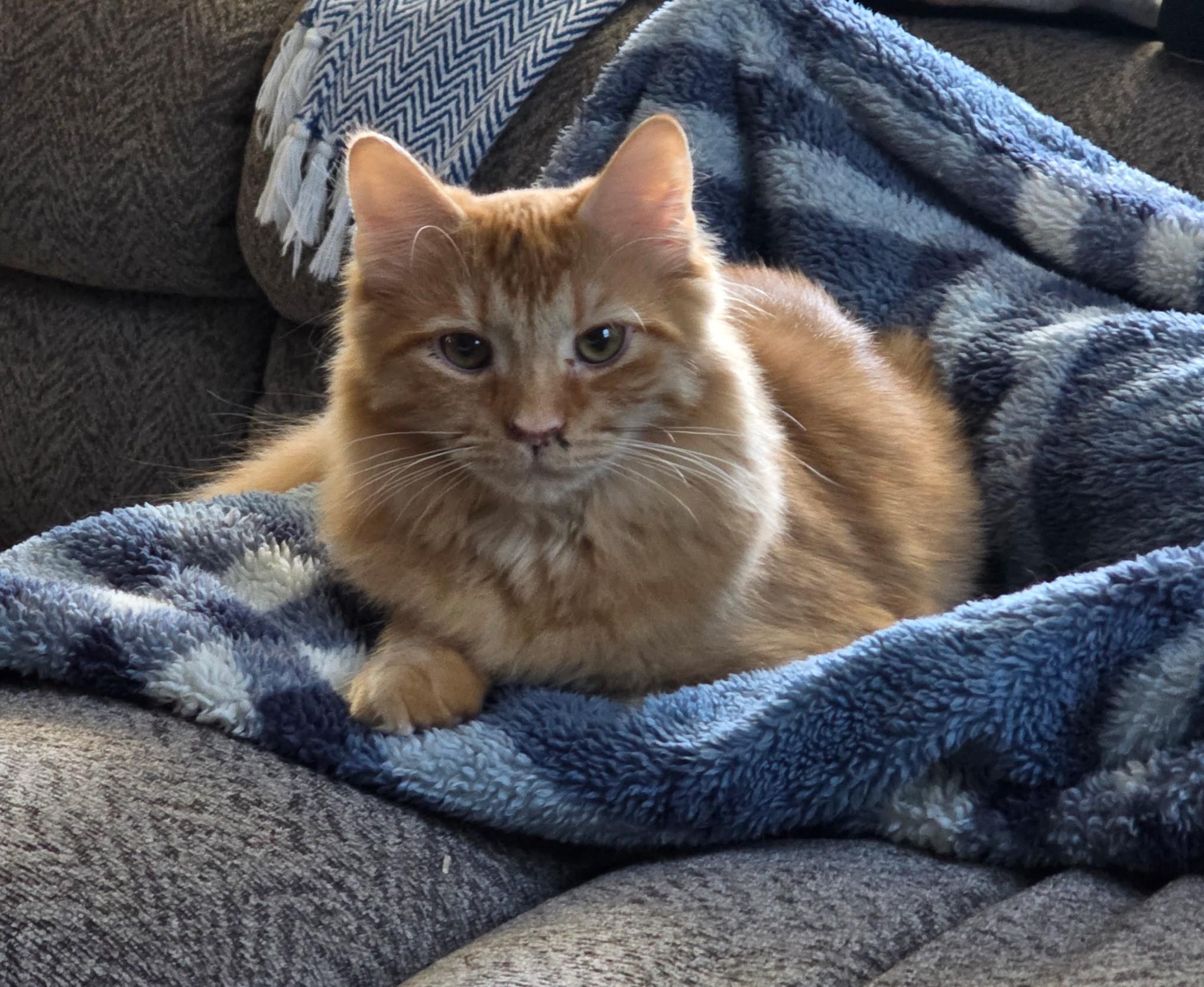 Carly, a Adoptable Tabby in Waynesboro, VA image 3/5