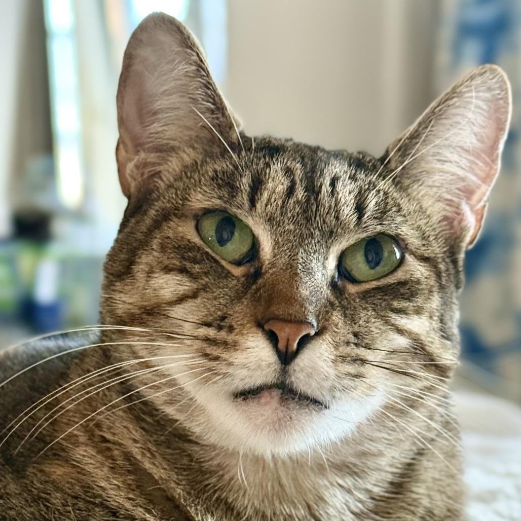 Willow 4, Adoptable, Adult Female Domestic Short Hair.