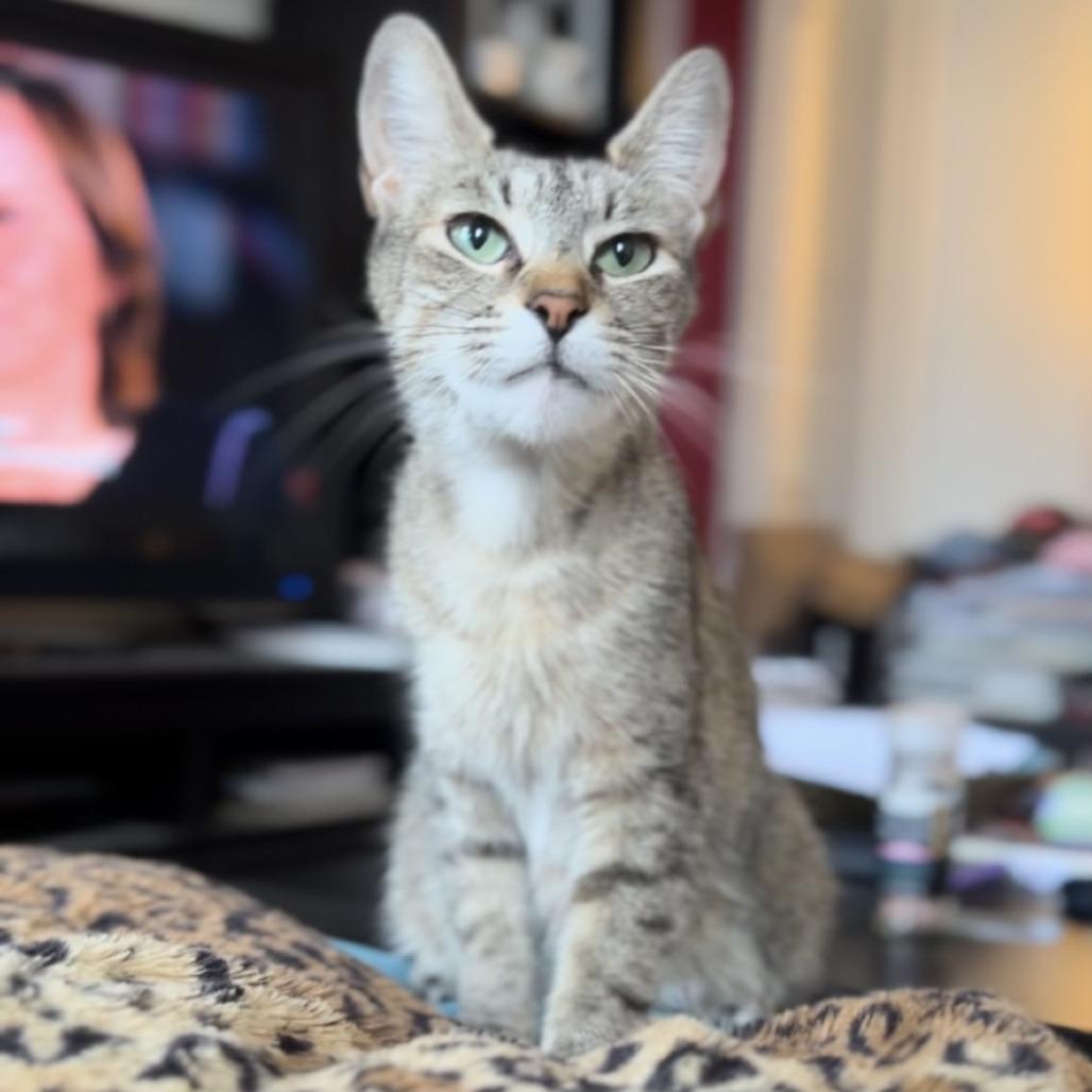 Enlarge Willow 4, a Adoptable Domestic Short Hair in Middle Village, NY image 2/6