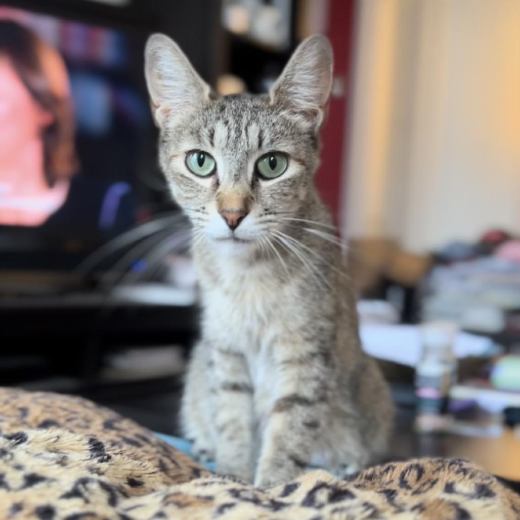 Enlarge Willow 4, a Adoptable Domestic Short Hair in Middle Village, NY image 3/6