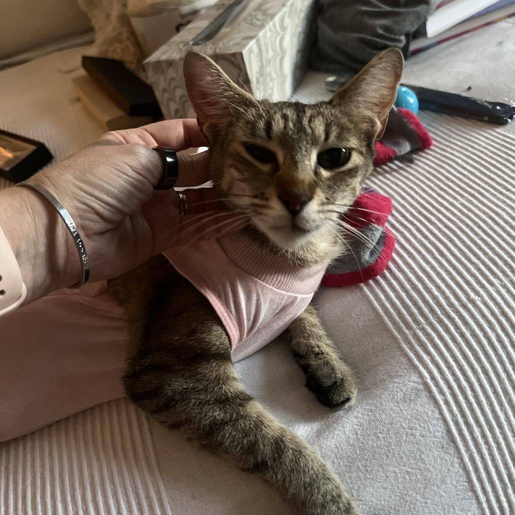 Enlarge Willow 4, a Adoptable Domestic Short Hair in Middle Village, NY image 4/6