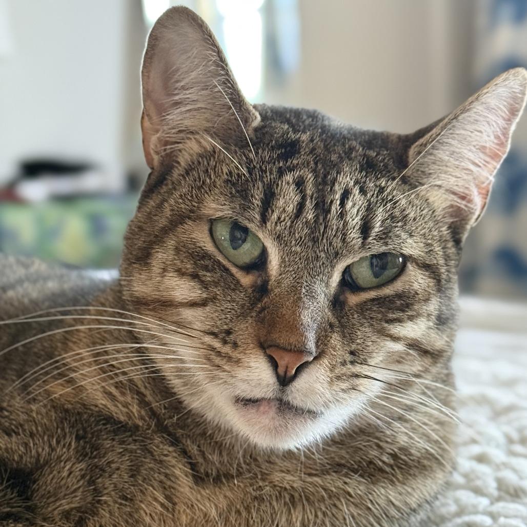 Enlarge Willow 4, a Adoptable Domestic Short Hair in Middle Village, NY image 6/6